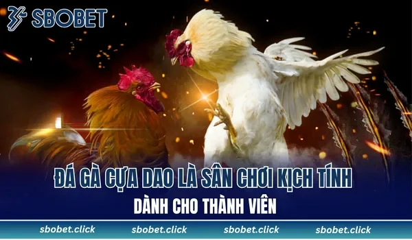 Đá gà cựa dao là sân chơi kịch tính dành cho thành viên
